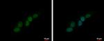 PHOX2B Antibody in Immunocytochemistry (ICC/IF)