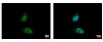 HDAC3 Antibody in Immunocytochemistry (ICC/IF)