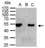 HDAC3 Antibody in Immunoprecipitation (IP)