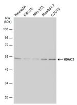 HDAC3 Antibody in Western Blot (WB)