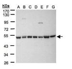 HDAC3 Antibody in Western Blot (WB)