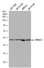 HDAC3 Antibody in Western Blot (WB)