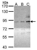 Phospho-PKC theta (Ser695) Antibody in Western Blot (WB)