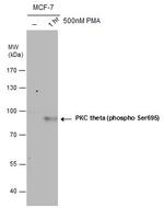 Phospho-PKC theta (Ser695) Antibody in Western Blot (WB)