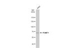 POMT1 Antibody in Western Blot (WB)