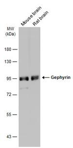 Gephyrin Antibody in Western Blot (WB)