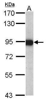 Aconitase 2 Antibody in Western Blot (WB)