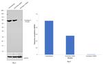 Aconitase 2 Antibody in Western Blot (WB)