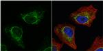 Aconitase 2 Antibody in Immunocytochemistry (ICC/IF)