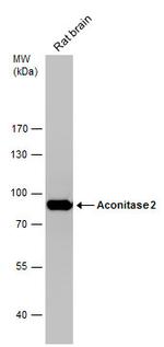 Aconitase 2 Antibody in Western Blot (WB)