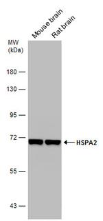 HSPA2 Antibody in Western Blot (WB)