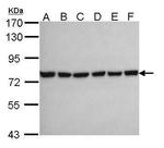 HSPA2 Antibody in Western Blot (WB)