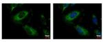 PPM1A Antibody in Immunocytochemistry (ICC/IF)