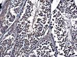 HSP90 alpha Antibody in Immunohistochemistry (Paraffin) (IHC (P))