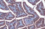 HSP90 alpha Antibody in Immunohistochemistry (Paraffin) (IHC (P))