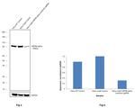 HSP90 alpha Antibody