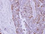 DLAT Antibody in Immunohistochemistry (Paraffin) (IHC (P))