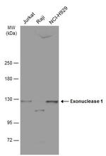 EXO1 Antibody in Western Blot (WB)