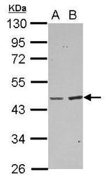 BAAT Antibody in Western Blot (WB)