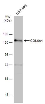 COL6A1 Antibody in Western Blot (WB)