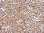 PDE11A Antibody in Immunohistochemistry (Paraffin) (IHC (P))