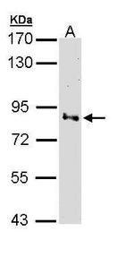 Villin Antibody in Western Blot (WB)