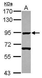 Ku80 Antibody in Western Blot (WB)