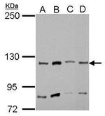 MYO1A Antibody in Western Blot (WB)