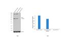 cIAP1 Antibody in Western Blot (WB)