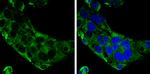 Complement C9 Antibody in Immunocytochemistry (ICC/IF)