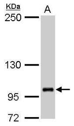 ZFPM2 Antibody in Western Blot (WB)