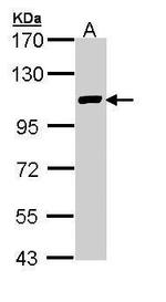 ZFPM2 Antibody in Western Blot (WB)