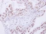 SNW1 Antibody in Immunohistochemistry (Paraffin) (IHC (P))