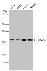 HDAC4 Antibody in Western Blot (WB)