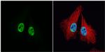 MCM3 Antibody in Immunocytochemistry (ICC/IF)