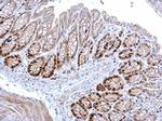 MCM3 Antibody in Immunohistochemistry (Paraffin) (IHC (P))