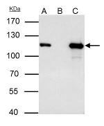 MCM3 Antibody in Immunoprecipitation (IP)