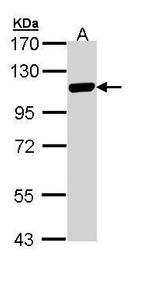 MCM3 Antibody in Western Blot (WB)