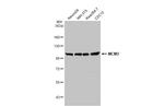 MCM3 Antibody in Western Blot (WB)