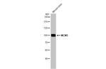 MCM3 Antibody in Western Blot (WB)