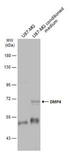 DMP4 Antibody in Western Blot (WB)