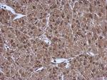 PSMC3 Antibody in Immunohistochemistry (Paraffin) (IHC (P))