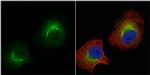 SAP102 Antibody in Immunocytochemistry (ICC/IF)