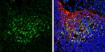 SAP102 Antibody in Immunohistochemistry (Frozen) (IHC (F))