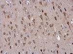 SAP102 Antibody in Immunohistochemistry (Paraffin) (IHC (P))