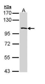 SAP102 Antibody in Western Blot (WB)