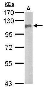 SAP102 Antibody in Western Blot (WB)