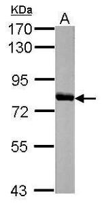 HAL Antibody in Western Blot (WB)