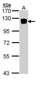 XYLT2 Antibody in Western Blot (WB)