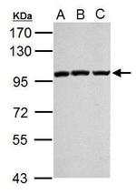 EZH2 Antibody in Western Blot (WB)